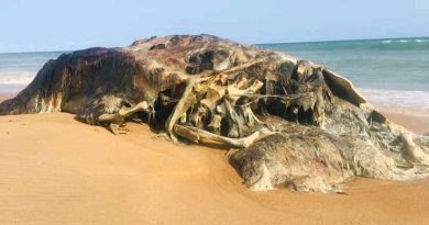 Biodiversité marine : le corps d’une baleine échoue à la plage de Cotonou