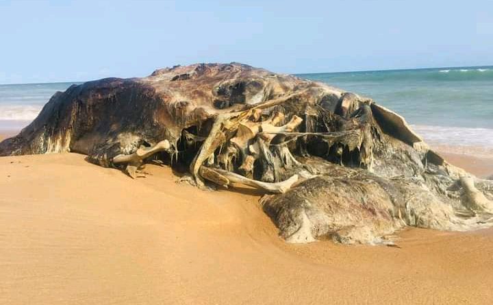 Biodiversité marine : le corps d’une baleine échoue à la plage de Cotonou