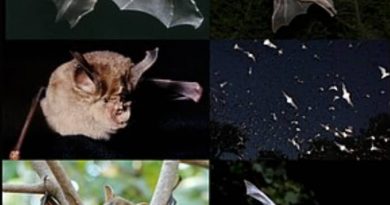 Tout savoir sur la chauve-souris : un animal aux caractéristiques incroyables