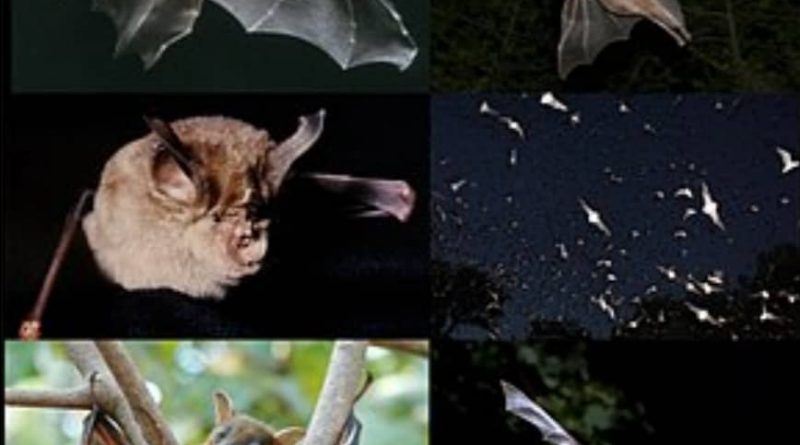 Tout savoir sur la chauve-souris : un animal aux caractéristiques incroyables