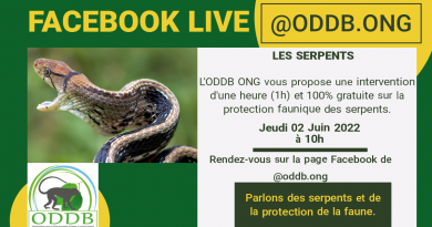 L’ODDB ONG offre un direct Facebook sur les serpents