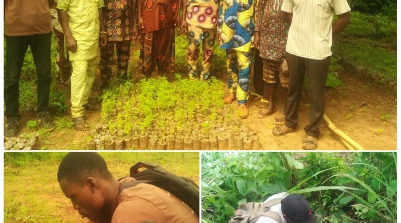 Journée Nationale de l’Arbre au Bénin: l’ODDB ONG plante plus d’une centaine de baobabs au jardin botanique de Bonou