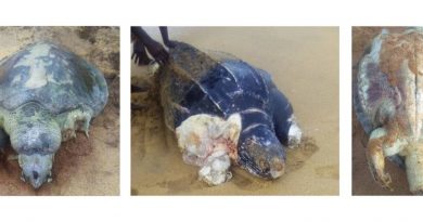 Les coulisses du massacre des tortues marines au Bénin