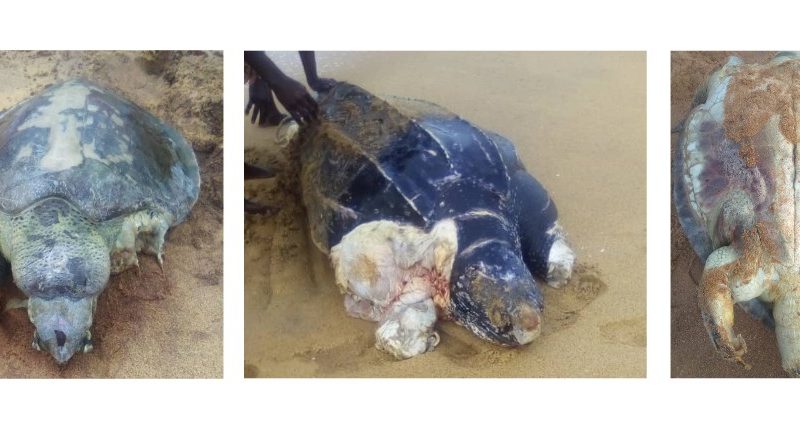 Les coulisses du massacre des tortues marines au Bénin