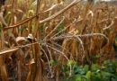Les techniques chinoises offrent aux producteurs de maïs du Bénin un moyen de s’adapter au changement climatique
