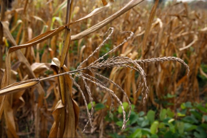 Les techniques chinoises offrent aux producteurs de maïs du Bénin un moyen de s’adapter au changement climatique