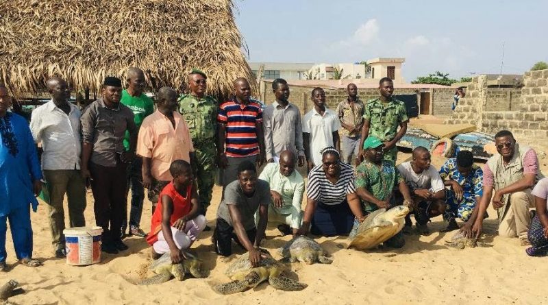 Libération de cinq tortues marines adultes à l’AMP de Donaten à Cotonou