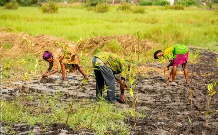 Journée mondiale des zones humides : la mise en terre de plants couronne les activités de la célébration