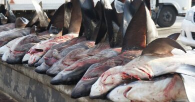 Afrique : requins et Éléphants au cœur de la criminalité environnementale