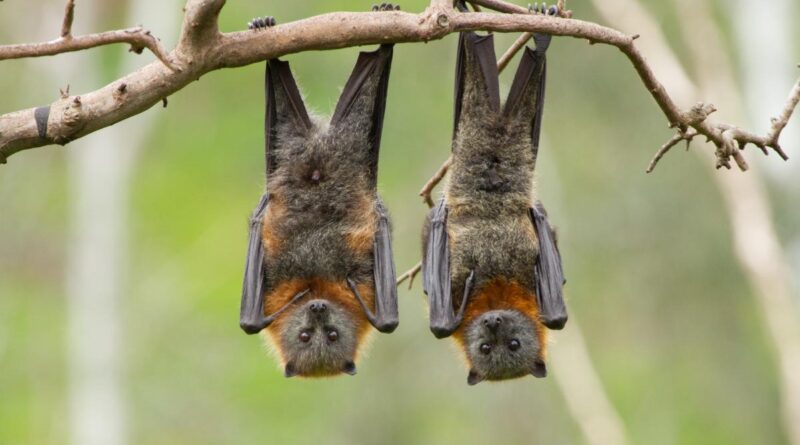 Chauves-souris : les héroïnes méconnues de la nature à l’honneur