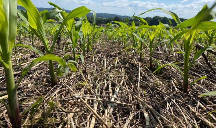 Dégradation des terres en Afrique: l’agriculture de conservation comme bouclier