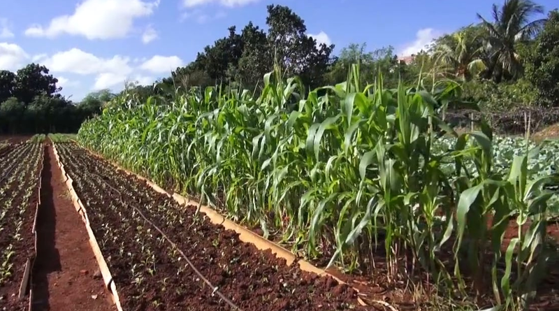 L’AGRICULTURE ÉCOLOGIQUE: UNE VOIE RESPONSABLE POUR PRESERVER LA PLANETE