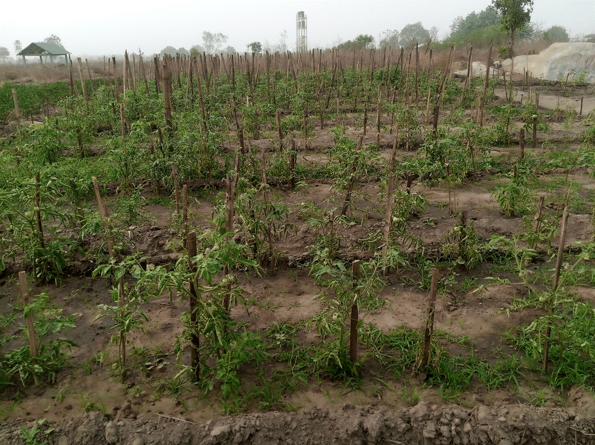 A photo of rows of plants that are climbing up stakes in the ground.