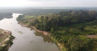 Bénin : La forêt Kpékonzoun retrouve son souffle grâce à un projet innovant