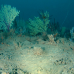 corail-cotes-benin_0298000001728162