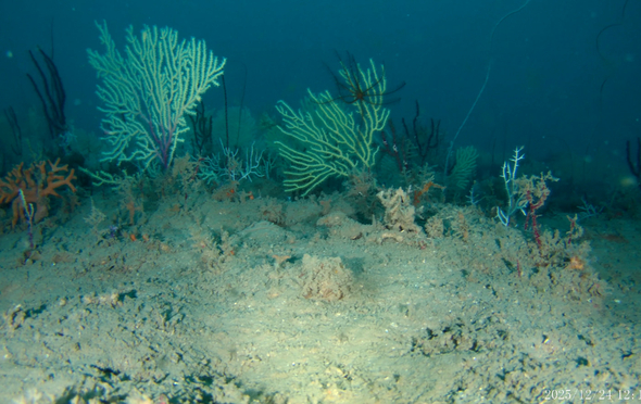 corail-cotes-benin_0298000001728162
