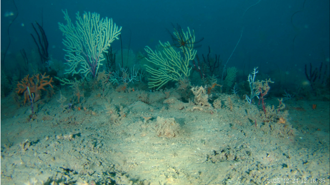 corail-cotes-benin_0298000001728162